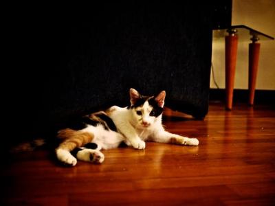 Tabatha - Domestic Short Hair + Calico Cat