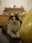 Tabatha - Domestic Short Hair + Calico Cat