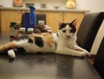 Tabatha - Domestic Short Hair + Calico Cat