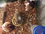 Syrian Hamsters - Common Hamster Hamster