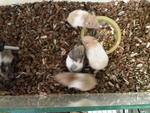 Syrian Hamsters - Common Hamster Hamster