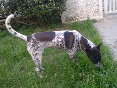 Oreo - Dalmatian Mix Dog