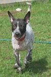 Oreo - Dalmatian Mix Dog