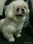 Notti - Pekingese + Shih Tzu Dog