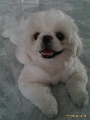 Notti - Pekingese + Shih Tzu Dog