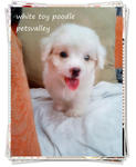 White White Toy Poodle For Sale~~ - Poodle Dog