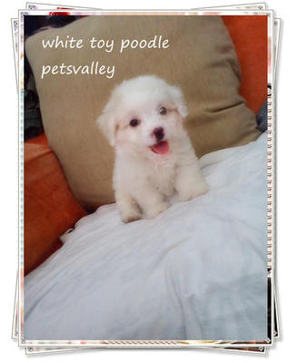 White White Toy Poodle For Sale~~ - Poodle Dog