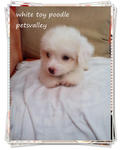 White White Toy Poodle For Sale~~ - Poodle Dog