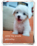 White White Toy Poodle For Sale~~ - Poodle Dog