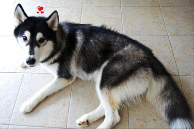 Mika - Husky Dog