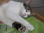 Pai Pai - Extra-Toes Cat (Hemingway Polydactyl) Cat