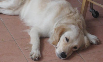 Sasha - Golden Retriever Dog