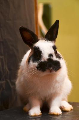 Olken - Netherland Dwarf Rabbit