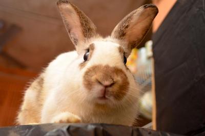 And The Gang - Netherland Dwarf + Angora Rabbit Rabbit