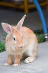 And The Gang - Netherland Dwarf + Angora Rabbit Rabbit