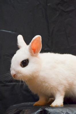 O'beck - Hotot + Dwarf Rabbit