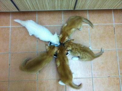 Rain, Gegurl,adol,jojo And Tiger - Domestic Medium Hair Cat