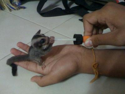 Sugar Glider Tame Homebred Package - Sugar Glider Small & Furry