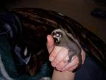 Sugar Glider Tame Homebred Package - Sugar Glider Small & Furry