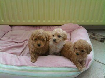 Mini Toy Poodle Puppies - Poodle Dog