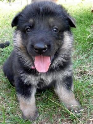 Kerry - German Shepherd Dog Dog