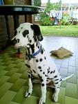 Bruce - Dalmatian Dog