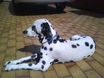 Bruce - Dalmatian Dog