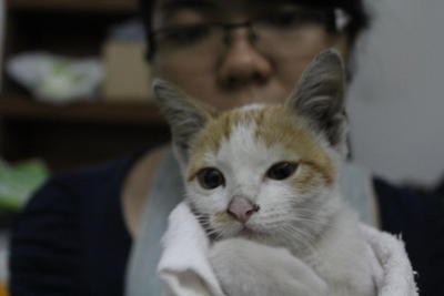 Bon Bon - Oriental Short Hair Cat