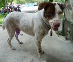 Handsome  Tobby - Labrador Retriever Mix Dog