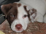 Handsome  Tobby - Labrador Retriever Mix Dog