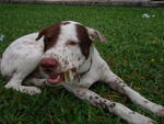 Handsome  Tobby - Labrador Retriever Mix Dog