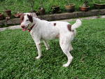 Handsome  Tobby - Labrador Retriever Mix Dog