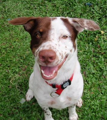 Handsome  Tobby - Labrador Retriever Mix Dog