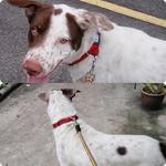 Handsome  Tobby - Labrador Retriever Mix Dog