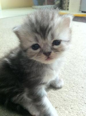 Cottilion - Domestic Long Hair Cat