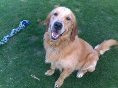 Golden - Golden Retriever Dog