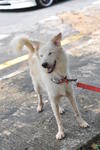 Billy - Spitz Mix Dog