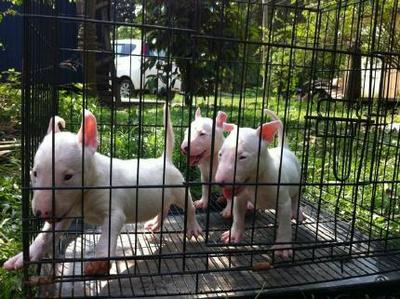 Mini Bull Terrier-parents Imported - Bull Terrier Dog