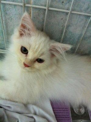 Persian : White+cream Colour - Persian Cat