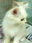 Persian : White+cream Colour - Persian Cat