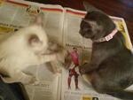 Abu N Kawan2 - Applehead Siamese + Domestic Medium Hair Cat