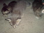 Abu N Kawan2 - Applehead Siamese + Domestic Medium Hair Cat