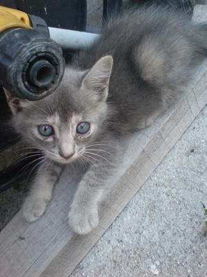 Abu N Kawan2 - Applehead Siamese + Domestic Medium Hair Cat