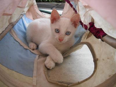 My Blue-eyed Baby...hoho - Domestic Short Hair Cat