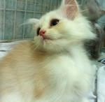 Persian Kitten : Cream Colour - Persian Cat