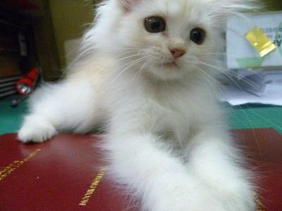 Persian Kitten : Cream Colour - Persian Cat