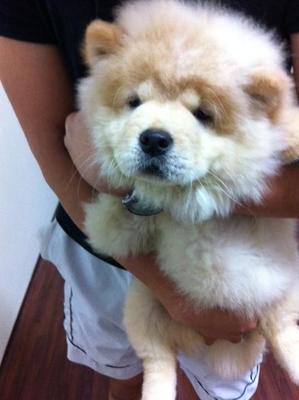 Chow Chow - Chow Chow Dog