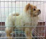 Chow Chow - Chow Chow Dog