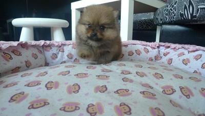 Tiny Pomeranian - Pomeranian Dog