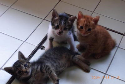 Goldie, Blackie, Patches - Domestic Short Hair Cat